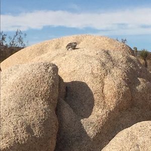 Meet your Posher, Shmaoona